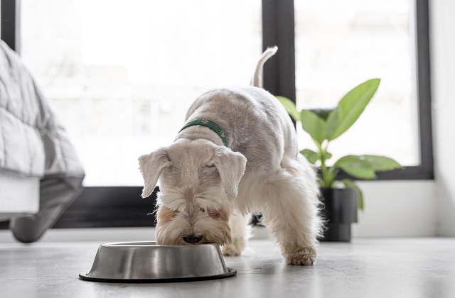 Alimenti pericolosi per i cani: cosa evitare assolutamente